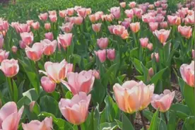 新增郁金香33个品种27万株！胶州植物园请您来赏花图片