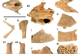华南考古发现大型史前蛇类遗存图片