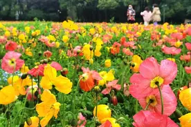 厌倦了被粉色“霸屏”的春天，来自北方的美人登台，“婴儿的蓝眼睛”也已睁开图片