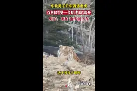 东北男子开车偶遇老虎，相互对视一会后老虎离开图片