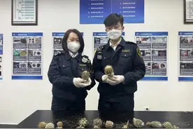 注意！濒危的多肉不可擅自进口图片