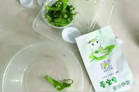 南宁小学生养蚕忙 家长们也没闲着……图片