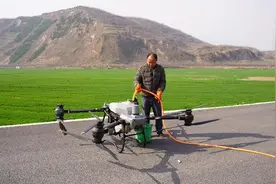 灵宝完成沿黄滩涂一万亩彩色小麦“飞防”任务图片