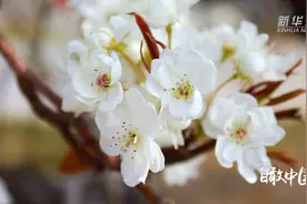 瞰中国｜正是花开烂漫时 满城春色惹人醉图片