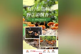 有一种叫云南的生活丨到楚雄吃野生jier（菌） 享受人间至味图片