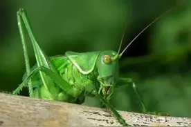 青未了丨碧绿色的蝈蝈图片