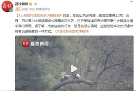 大熊猫打情骂俏多次被拍到 网友：车到山前必有路，熊猫恋爱得上树图片