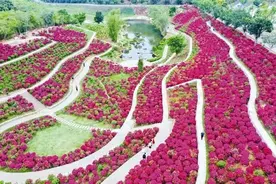 巧用“花心思” 打造“花世界” 做强“花经济”——青秀山风景区打造“赏花经济”丰富文旅业态图片