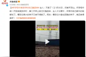 怀孕母牛被卖邻村自己跑回来，主人：不卖了！图片