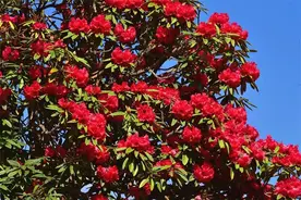 有一种叫云南的生活 | 正是山花烂漫时，马缨花开不负侬图片