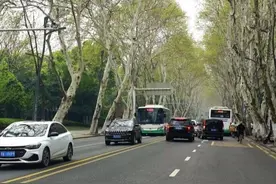 法桐飘毛预警！武汉98条道路将下“毛毛雨”图片