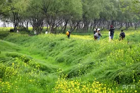 【发现春之美】湘江入洞庭湖口，春色醉人图片