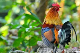 颜值炸裂！原来这是家鸡的老祖宗图片