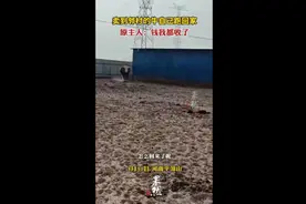 卖到邻村的牛自己跑回家，原主人：钱我都收了图片