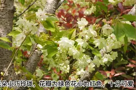 果然视频|济南珍稀绿色樱花开放，花朵美如绿宝石图片