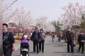 春游踏青 上海年轻人赏樱流行起 “空手到”模式图片