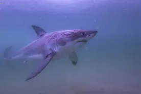 九种动物堪称“碳捕获”高手图片