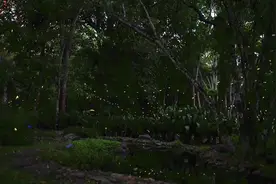 浪漫！萤火虫在森林起舞宛如童话世界图片