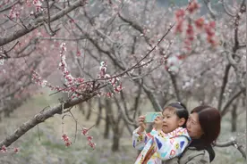 北京平谷北寨村上万亩杏花陆续开放，现场直击图片