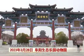 阜阳：诞下小虎崽后虎妈不管不顾，四个“90后”小伙客串“虎爸”！图片