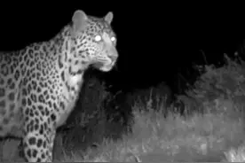 中国独有的金钱豹亚种——华北豹频频现身驼梁图片