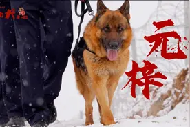 功勋犬来啦丨警犬“劳模”元梓图片