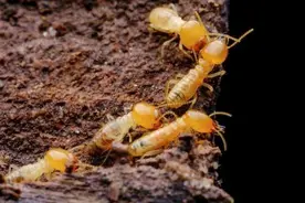 警惕！它们来“拆家”且繁殖能力强图片