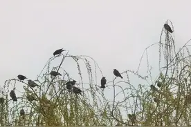 “爱鸟周”，长沙小学生走进大自然观察鸟类图片