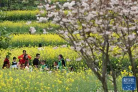 不负好春光图片