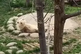 一方水土养一方熊猫！#饲养员用陕西话喊“七仔回家”# 它立刻起身图片