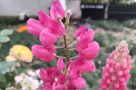 西溪湿地公园游人如织花靓图片