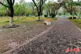 雨中樱花：晚樱娇艳，中樱落无数图片