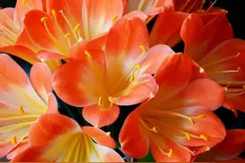 青未了|阳台上的君子兰图片