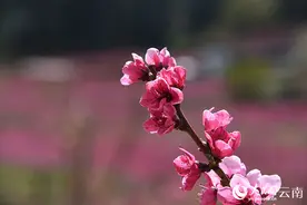 云南丽江百亩桃花盛放 美丽乡村迎客来图片
