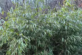 佛坪人工竹林首次发现野生大熊猫大面积活动痕迹图片