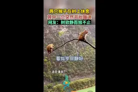 两只猴子在树上休息，一只突然开始蹦迪，网友：树欲静而猴不止图片