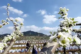 唱响“中国第一高山蜜梨”品牌 四川广安用“智慧”改变“梨史”图片