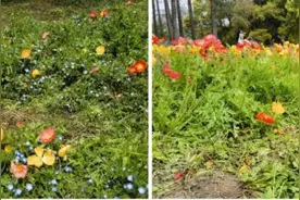 太危险！上海阿姨组团走上车道，只为“鲜花诱惑”？图片