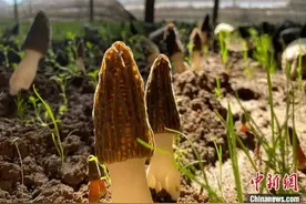 @侨胞们 尝鲜不做“菇勇者”！图片