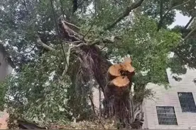 这种树的树枝砍不得！这几人已涉嫌犯罪图片