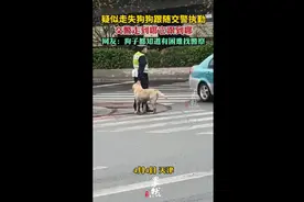 疑似走失狗狗跟随交警执勤，交警走到哪它就跟到哪图片