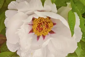 牡丹、晚樱、郁金香、木绣球……申城正是百花齐放时图片