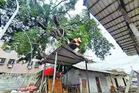担心影响戏台修建 擅自修剪百年古榕 5人闯下大祸图片
