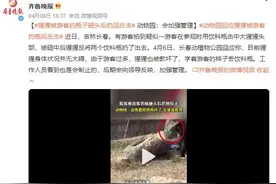 猩猩被游客扔瓶子砸头后扔回反击 动物园回应：猩猩被教坏了！图片