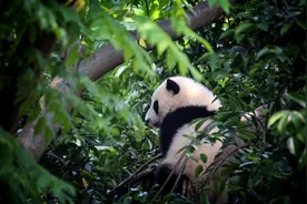 从共盼“丫丫”回家，看大熊猫为何如此重要图片