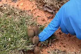 这种自己“融化”的蘑菇，别碰！还有这些提醒图片