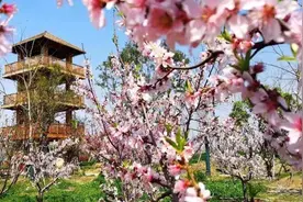 花开安徽 向春出发丨赏桃之夭夭，快来阜阳临泉桃花岛图片