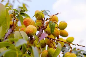 新平：早熟荔枝“三月红”抢“鲜”上市图片