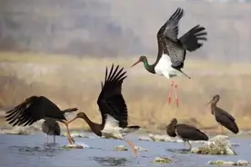 鸟类喜欢的城市，一定是个好地方！石家庄滹沱河畔、师大校园各种鸟类频现图片