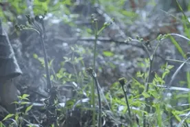 龙江揭秘 | 黑龙江的山野菜到底有多野？图片